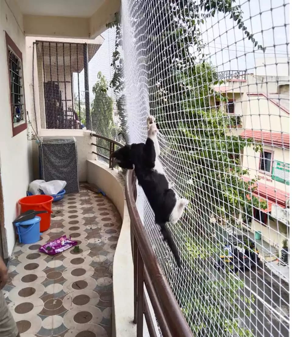 Pet Safety Nets